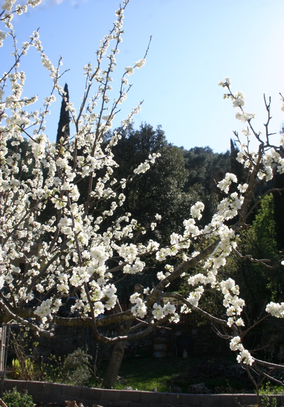 Victoria Plum blossom